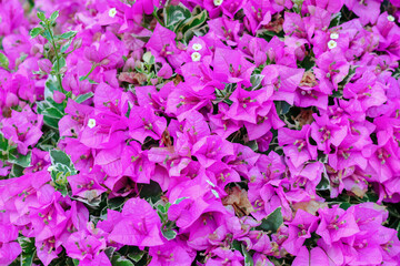 beautiful pink bougainvillea or paper flowers background.