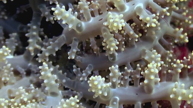 Observe a colony of Alcyonacea, also called soft corals or eight-ray corals, thriving underwater. This diverse marine life flourishes in the waters of the Philippines.