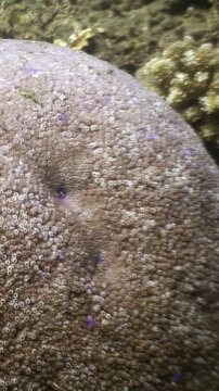 Observe a massive porites lutea or porites lobata stony coral colony thriving. This underwater exploration takes place in the pristine waters of the Philippines.
