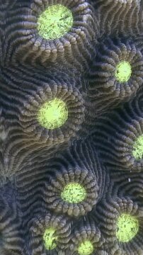 Examine the intricate details of the Favia or Favites coral in its natural habitat. Appreciate the colorful underwater world of the Philippines with this colonial stone coral.