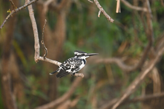 Closeup image of Pied kingfisher resting  on a branch