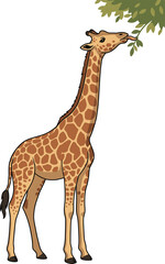 Obraz premium African Giraffe Eating Green Leaves From Tree Branch - Animal Character Illustration Isolated on Transparent Background