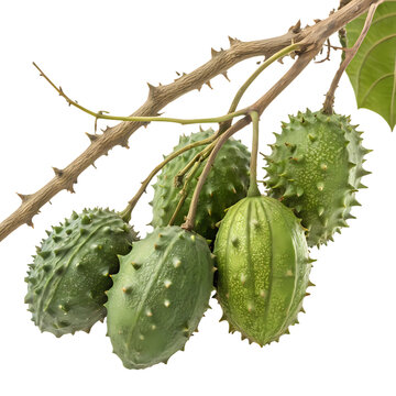 Kiwano African Horned Cucumber Fruit Growing on Thorny Vine Branch, Exotic Green Spiky Produce, Healthy Food Ingredients