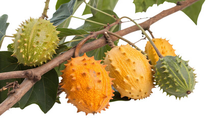 Kiwano Fruit Cluster on Branch: Vibrant African Horned Cucumber Ripening on Vine with Green Leaves, Exotic Produce