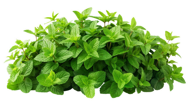 Bush of peppermint ,herb,Flower bush shrub tree plant isolated tropical .