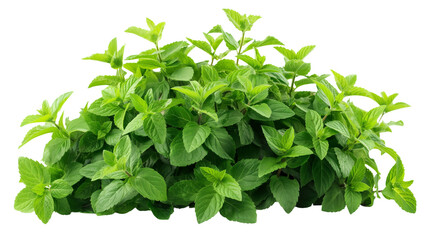 Obraz premium Bush of peppermint ,herb,Flower bush shrub tree plant isolated tropical .
