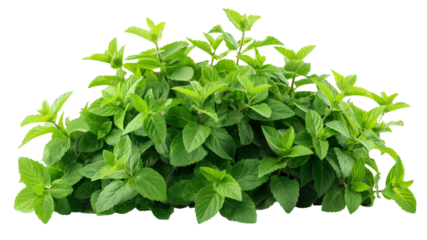 Bush of peppermint ,herb,Flower bush shrub tree plant isolated tropical .