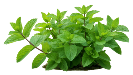 Bush of peppermint ,herb,Flower bush shrub tree plant isolated tropical .