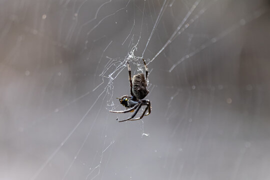 Close up of a spotted Orbweaver spider in middle of web in Brooklyn, NSW, Australia