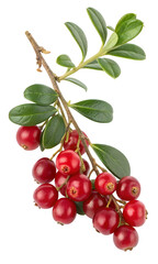 Obraz premium Lingonberry Branch with Red Berries and Green Leaves Isolated on White Background, Fresh Nordic Fruit
