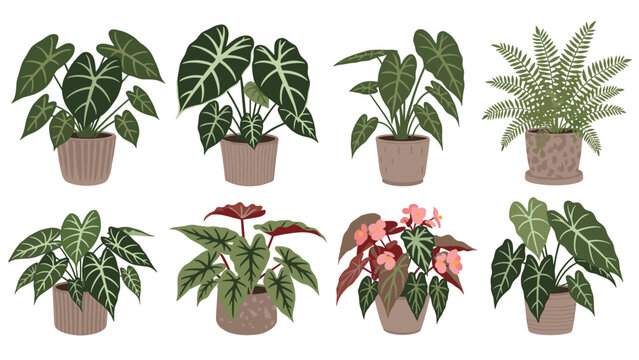 Collection of various green indoor plants in decorative ceramic pots including alocasia and fern species shown against a white background.
