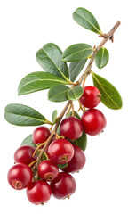 Fresh Lingonberry Branch with Red Berries and Green Leaves Isolated on White Background