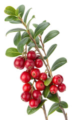 Obraz premium Lingonberry branch with ripe red berries and green leaves, isolated on white background, studio shot