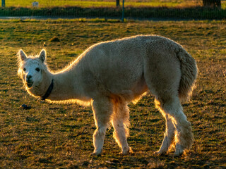 Obraz premium Lama auf einer Weide