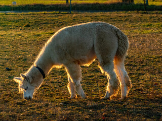 Obraz premium Lama auf einer Weide