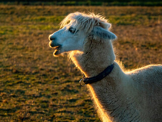 Obraz premium Lama auf einer Weide