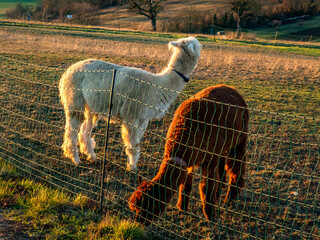 Obraz premium Lama auf einer Weide