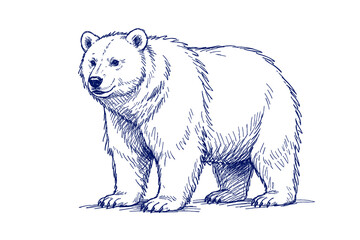Obraz premium Hand-drawn bear sketch standing