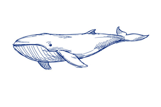Blue ink sketch of a whale in profile view with detailed fin and tail features