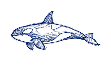 Obraz premium Hand-drawn orca sketch capturing oceanic wildlife grace and power