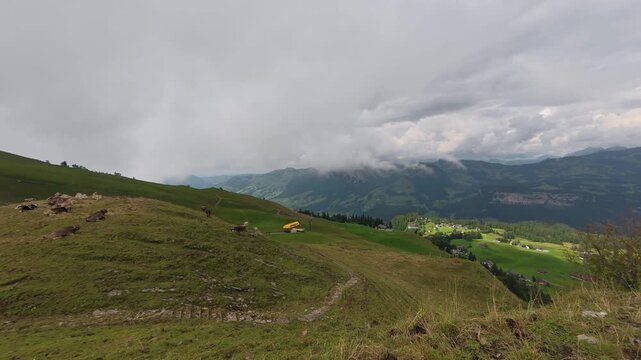 Timelapse krajobraz z krowami