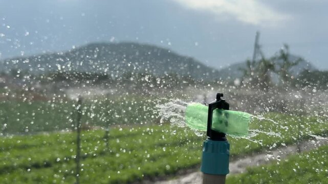A close view captures water dispersing slowly from a sprinkler above green crops, highlighting controlled flow and even coverage during irrigation. Controlled watering.