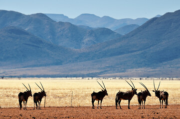 Fototapeta premium Gemsbok Oryx gazella and in African bush