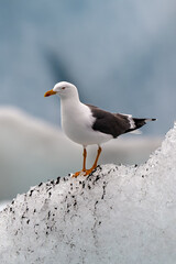 Obraz premium A seagull is sitting on a piece of glacial ice.