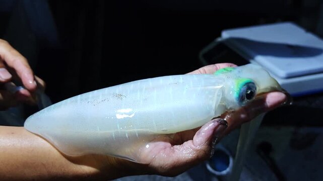 Fresh squid from local fishermen.
