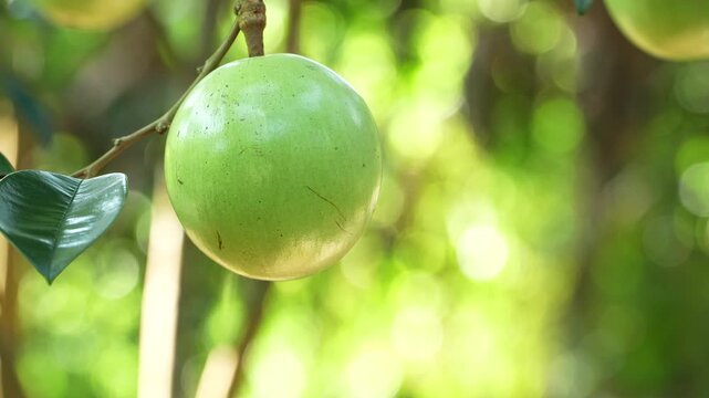 Single ripe Lo Ren star apple with glossy skin on a branch in a sunlit Vietnam orchard.