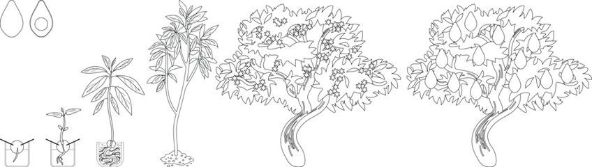 Coloring page with life cycle of avocado (Persea americana) plant isolated on white background. Growth stages from seed to sprout and mature fruit-bearing tree