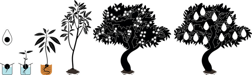Naklejka premium Black silhouette of life cycle of avocado (Persea americana) plant isolated on white background. Growth stages from seed to sprout and mature fruit-bearing tree