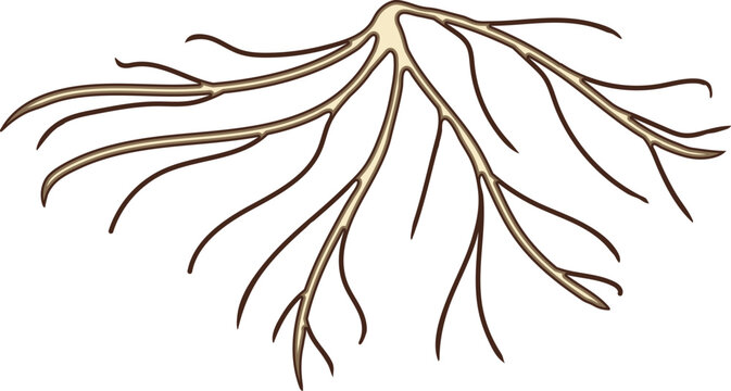 Root isolated on white background