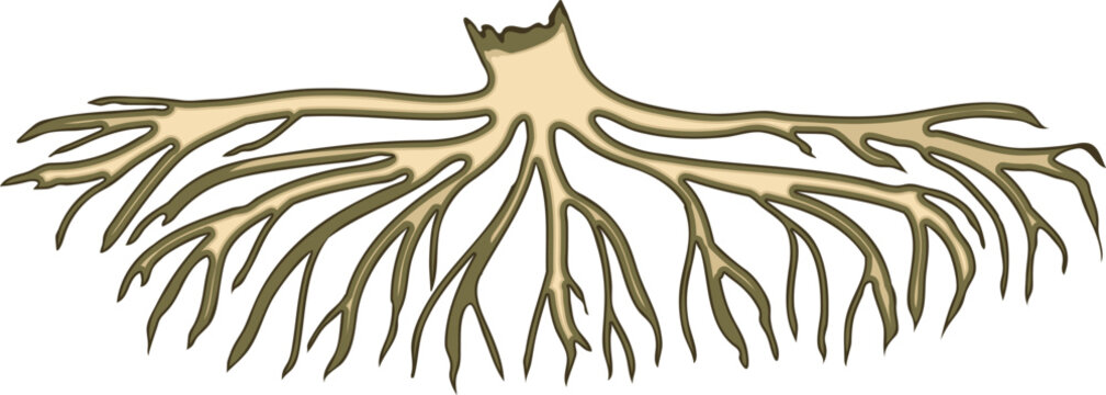 Root isolated on white background