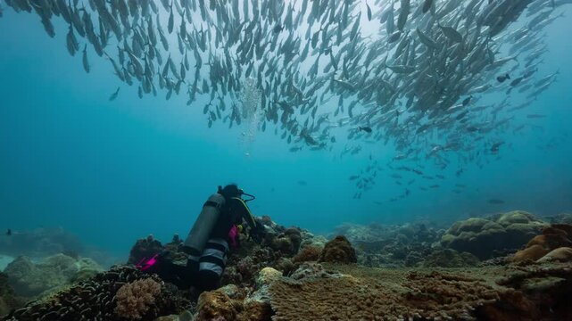 A SCUBA Diver rests on the seabed watching a huge school of silver fish swim overhead 