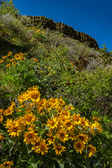 Obraz premium Foote Park Idaho