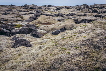 Lava plain covered with moss seen from a route number 425 along shore of North Atlantic Ocean at Reykjanes Peninsula in Iceland © Fotokon