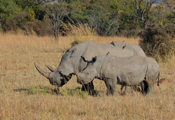 Obraz premium A close-up photo of an adult female white rhino with her baby close by, at a private game reserve in South Africa.