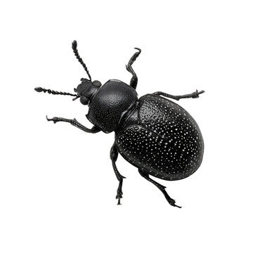 Detailed macro photograph of a textured dark beetle with distinctive white spots on a black background