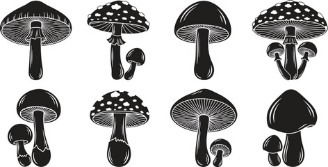 set of various mushrooms on white background