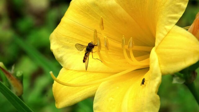 A vibrant yellow Daylily blooms as tiny insects delicately explore its petals, collecting pollen on a bright summer morning in someones garden