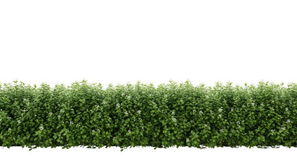 Green bush foliage isolated on transparent background