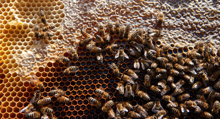 Close up view of the working bees on honeycells with sweet honey.