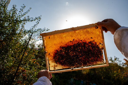 Close up view of the working bees on honeycells with sweet honey.
