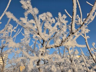 Snow-Covered Branches Against Clear Blue Sky Close-up of tree branches heavily covered in frost and snow with a vibrant blue sky background during a cold winter day