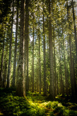 Fototapeta premium Slovénie