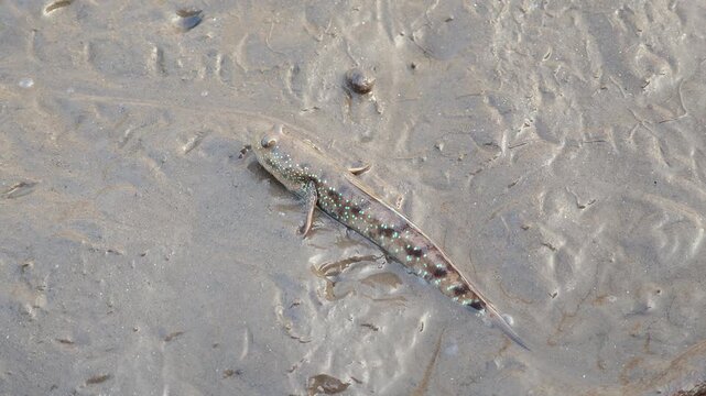 Mudskipper that can be found in Thailand's mangrove forests.