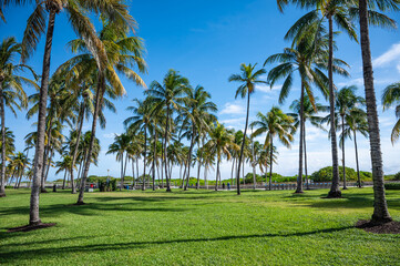 Palm Trees Against Blue Sky in Lummus Park in South Beach, Miami Beach