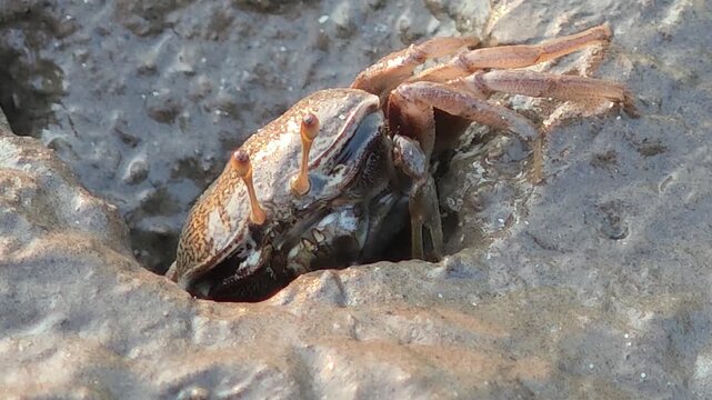 fiddler crab crawling on sand under mangrove forest