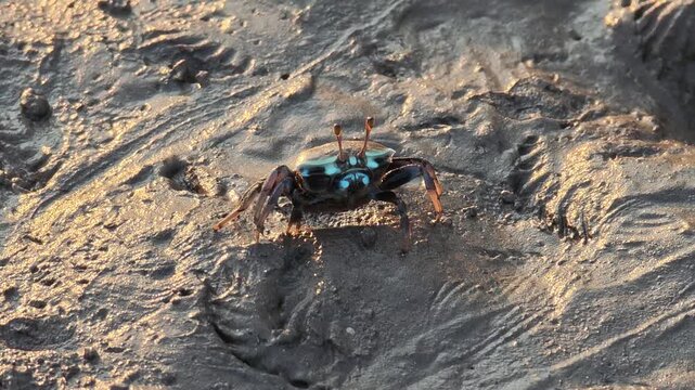 fiddler crab crawling on sand under mangrove forest